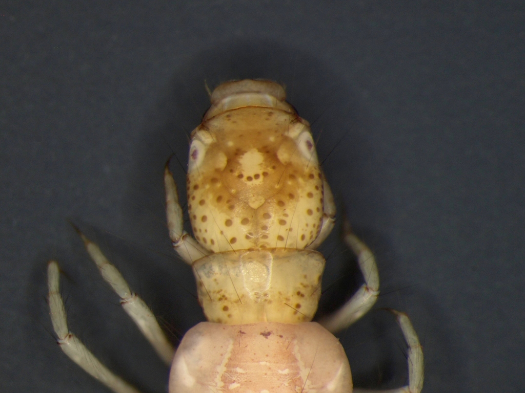 Cyrnus flavidus